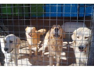 Marmaris sokaklarından İngiltere'ye