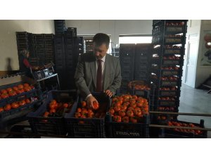 MHPli Erdoğan domates üreticileriyle buluştu