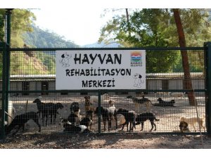 Hayvanseverden Belediye'ye teşekkür