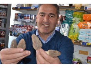 "Kuzu Göbeği" mantarı köylünün geçim kaynağı