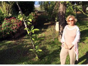Nazlı Ilıcak, Bodrum'da aranıyor