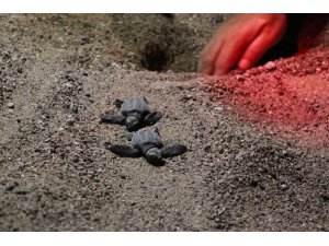 "Hayata merhaba" dediler