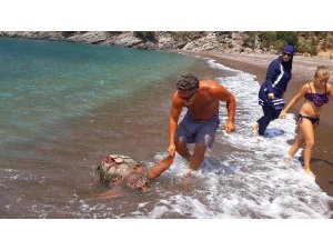 Denizde ölü Caretta Caretta buldular