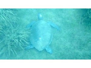 Marmaris'te caretta caretta incelemesi