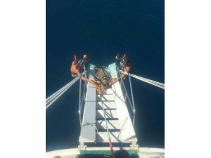 Ağa takılı yaralı caretta öldü