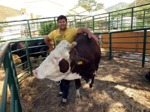 Bu boğa 20 bin lira