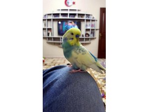 Muhabbet kuşu 'Başkan Recep Tayyip Erdoğan' diyor