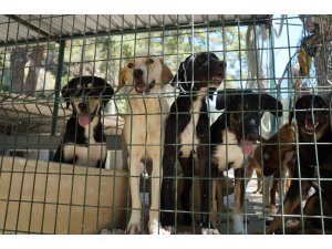 ARTAN YEMEKLERİNİZİ ÇÖPE ATMAYIN,'CAN' DOSTLAR İÇİN BİZ TOPLUYORUZ!