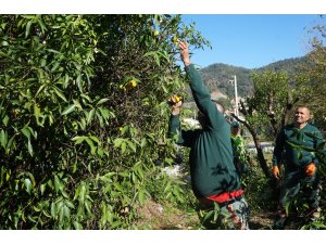 MANDALİNA AĞAÇLARI YAŞATILACAK