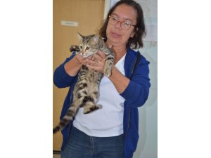 Marmaris'te 20 bin civarında sokak kedisi yaşıyor