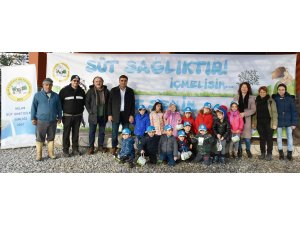 Minik öğrencilerden süt çiftliği ziyareti