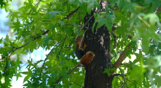 ÇOCUKLARDAN ÇOCUKLAR İÇİN" DOĞA-YABAN HAYATI VE ÇOCUK" ŞENLİĞİ