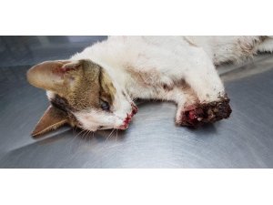 BUNUN ADI VAHŞET CANİ YAKALANIP, CEZALANDIRILSIN