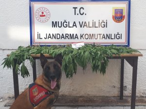 Köyceğiz'de Kenevir tohumu ele geçirildi