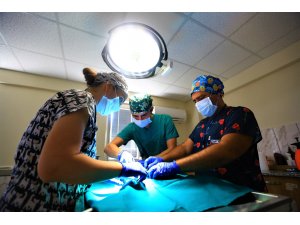 Can Dostlara Dokunan Sihirli Eller