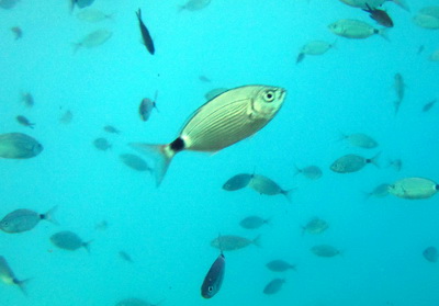 Üstü başka altı başka güzel