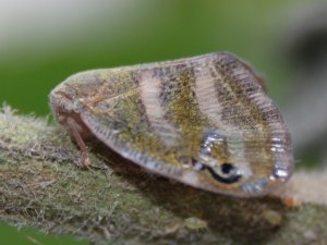 Böceksavar Mantarlar Görev Başında