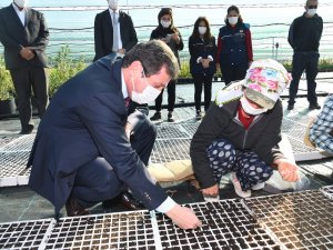 Gökova Orman Fidanlığı Yılda 250 Farklı Türde 6 Milyon Fidan Üretiyor