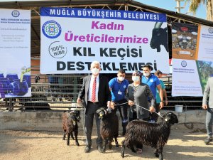 Muğla Büyükşehir Destekliyor Köylü Üretiyor