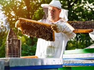 Arıcılığın geleceğinde iki önemli unsur: Sözleşmeli Arıcılık ve AR-GE