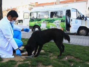 ‘Siz evinizde kalın, can dostlarımız bize emanet!’