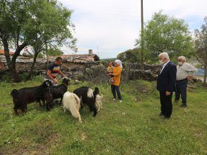 140 Kadın Üreticiye 420 Kıl Keçisi Dağıtıldı