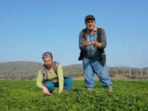 Başkan Aras:"Kırsalda Üretip Kıyıda Tüketeceğiz"