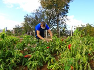 Tohumlar Testten Sonra Halka Dağıtılıyor