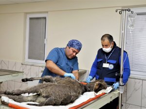 Kadife İçin Ekipler Seferber Oldu