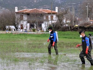 Karabağlar’da 350 Hektar Sulak Alanda Vektör Mücadelesi