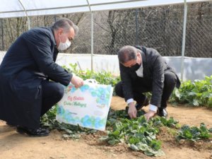 Belediyenin kurduğu seralarda yetişen sebzeler ihtiyaç sahiplerine ulaştırılıyor