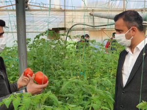 CHP’li Erbay: Rusya’ya domates ihracatı önündeki kota engeli kaldırılması için gerekli girişimler başlatılmalı