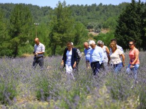 Muğla’da büyükşehir 97 bin 599 aromatik bitki dağıttı