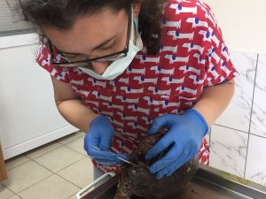 Muğla Büyükşehir Ekipleri Kaplumbağayı Hayatta Bağladı