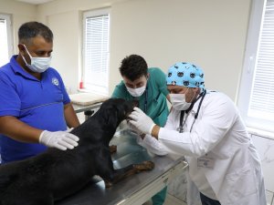 Uşak’tan Muğla’ya Uzanan Yaşam Mücadelesi