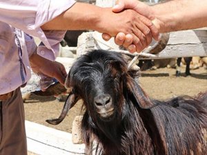 Marmaris'te Kurban Satış ve Kesim Yerleri Belirlendi