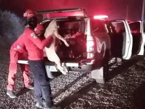 AKUT, Akdeniz yangınında 251 cana destek oldu