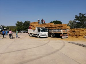 Büyükşehirden Yangın Mağduru Üreticilere 368 Ton Hayvan Besini Desteği