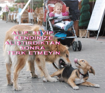 Armutalanda sevimli dostlar için kampanya