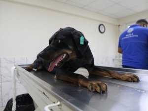 Sokak hayvanları 'mikroçip' ile kayıt altına alınıyor