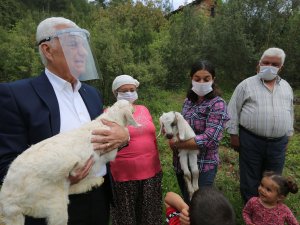 Büyükşehir, 126 Kadın Üreticiye Daha Kıl Keçisi Desteklemesi Yaptı