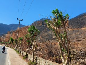 Marmaris'te yanan orman alanlarına fidan dikimi başlıyor