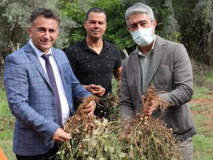 YER FISTIĞINDA İKİNCİ HASAT