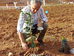 Marmaris'te Yanan Orman Alanlarına Fidan Dikimi Başladı