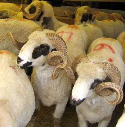 Kurban kesim yerleri belirlendi