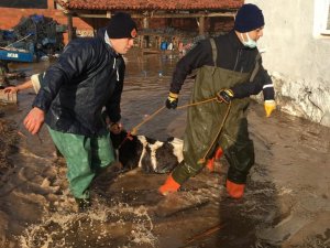 Büyükşehir ekipleri mahsur kalan hayvanları kurtardı