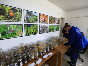 Ata Tohumları Topraktan Sofraya Ulaşıyor