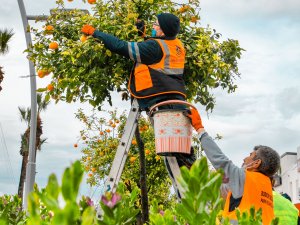 CADDE KENARLARINDAKİ TURUNÇLAR BELEDİYE EKİPLERİNCE TOPLANIYOR