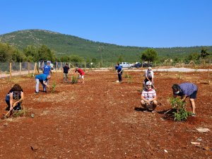 Büyükşehir’den yaşlı ve engelli vatandaşlar için ceviz bahçesi