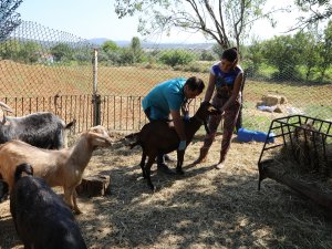 Kıl Keçisi projesi meyvelerini veriyor, kadın üreticilerin yüzleri gülüyor
